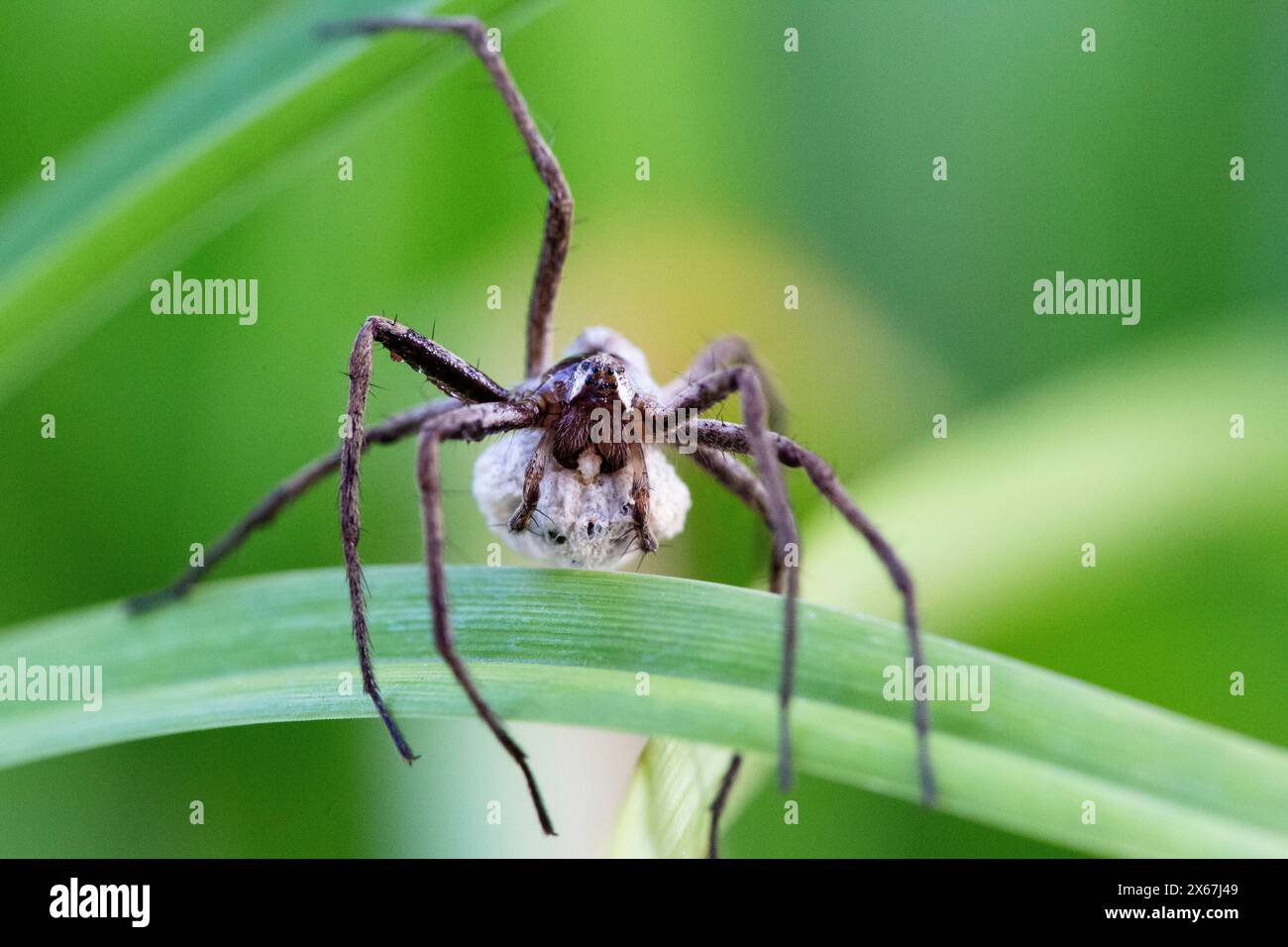 Frontale Ansicht einer Listenspinne mit einem Kokon Stockfoto