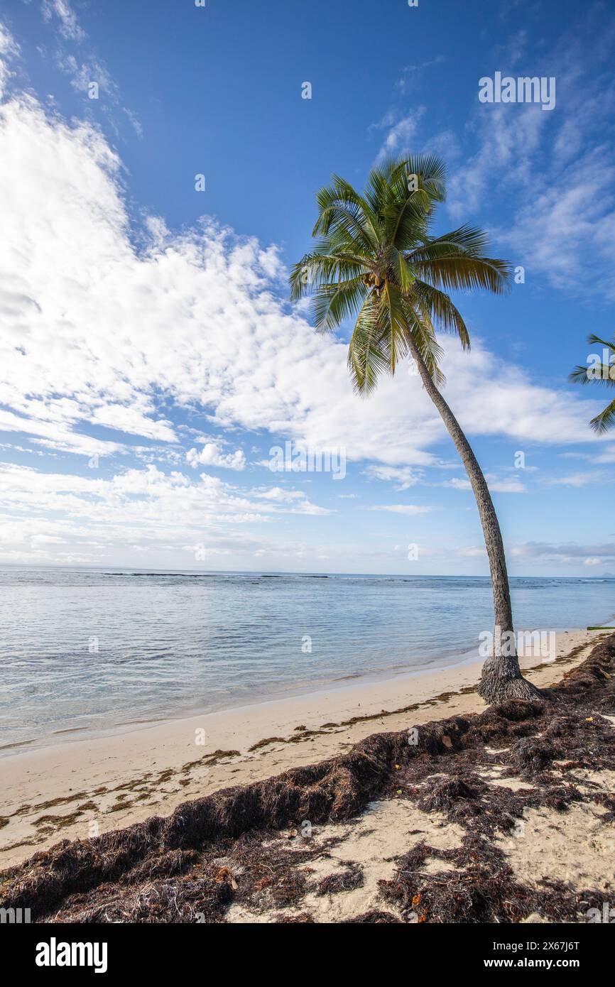 Plage de Bois Jolan, ein traumhafter Palmenstrand mit türkisfarbenem Wasser bei Sonnenaufgang auf Guadeloupe Stockfoto