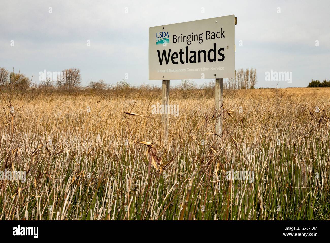 Fort Dodge, Iowa – Whispering Wings Marsh, ein Naturschutzgebiet für Feuchtgebiete, in dem Fasane und Enten gejagt werden können. Stockfoto