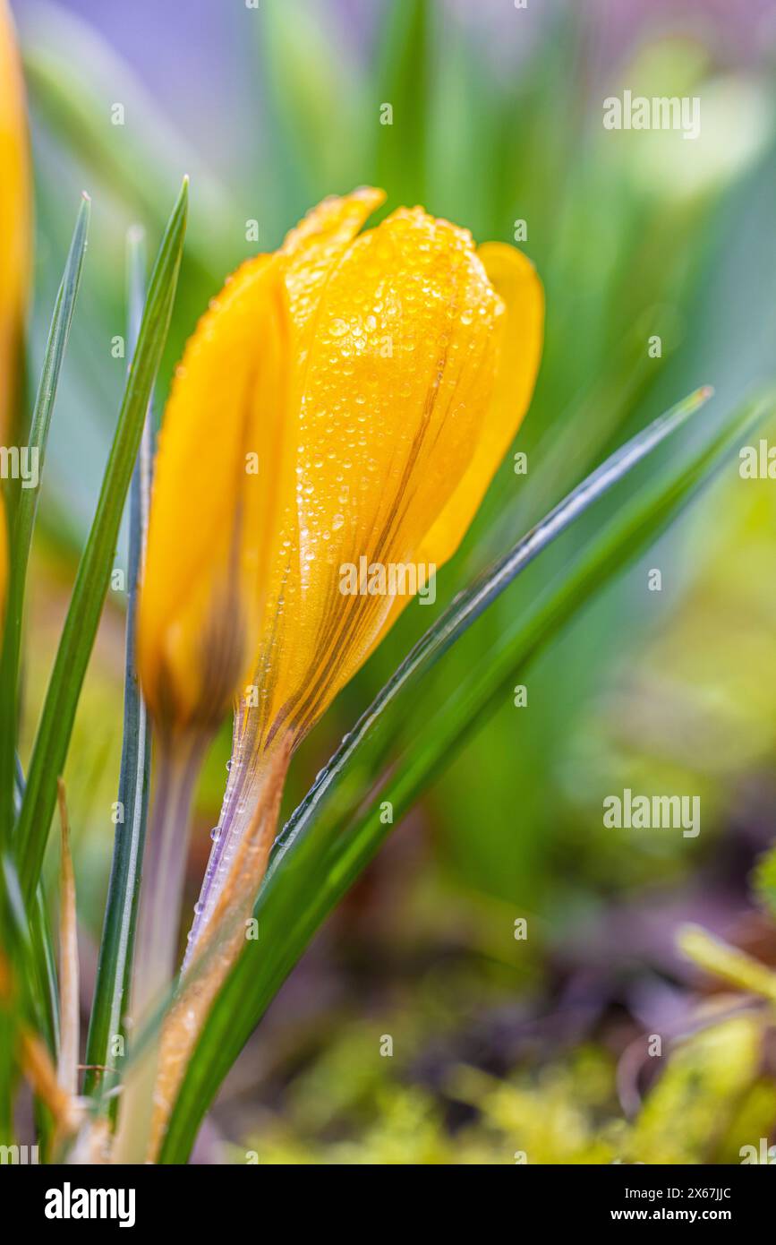 Frühlingsblüten, Krokusse (Crocus), Tautropfen Stockfoto