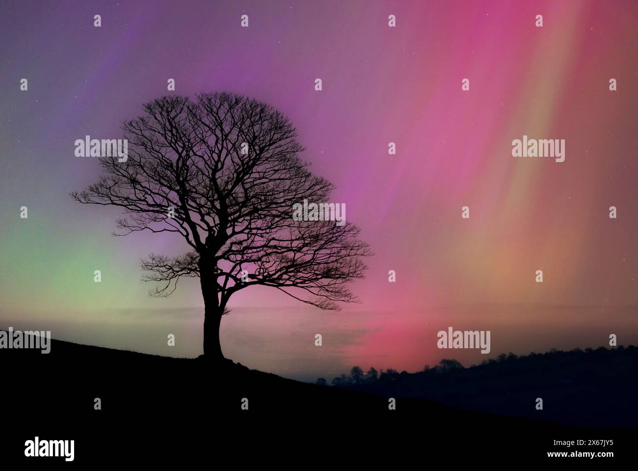 Aurora Borealis oder die Polarlichter und ein einsamer Baum Großbritannien im Mai 2024 - uk Northern Lights uk aurora uk Stockfoto