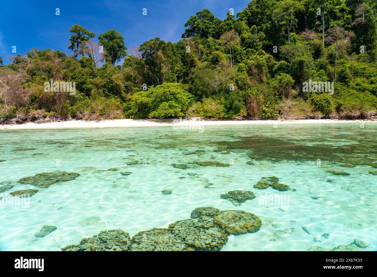Korallenriff am Traumstrand von Ao-niang auf der Insel Koh Kradan in der Andamanensee, gewählt zum schönsten Strand der Welt im Jahr 2023, Thailand, Asien Stockfoto