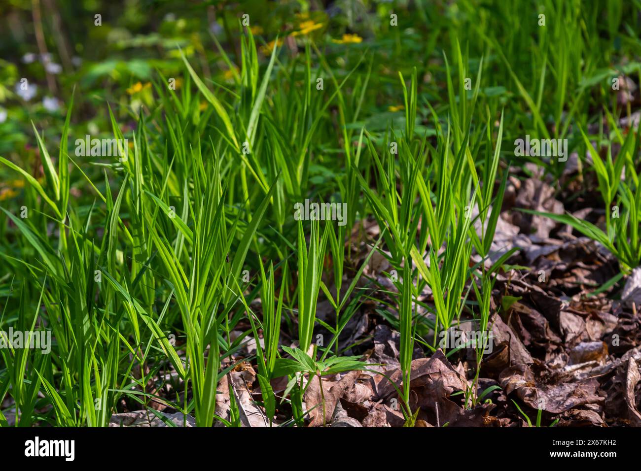 Stellaria Holostea. Zarte Waldblumen des Hühnergras, Stellaria holostea oder echte Sternmiere. Blumenhintergrund. Weiße Blüten auf einem Naturgr Stockfoto