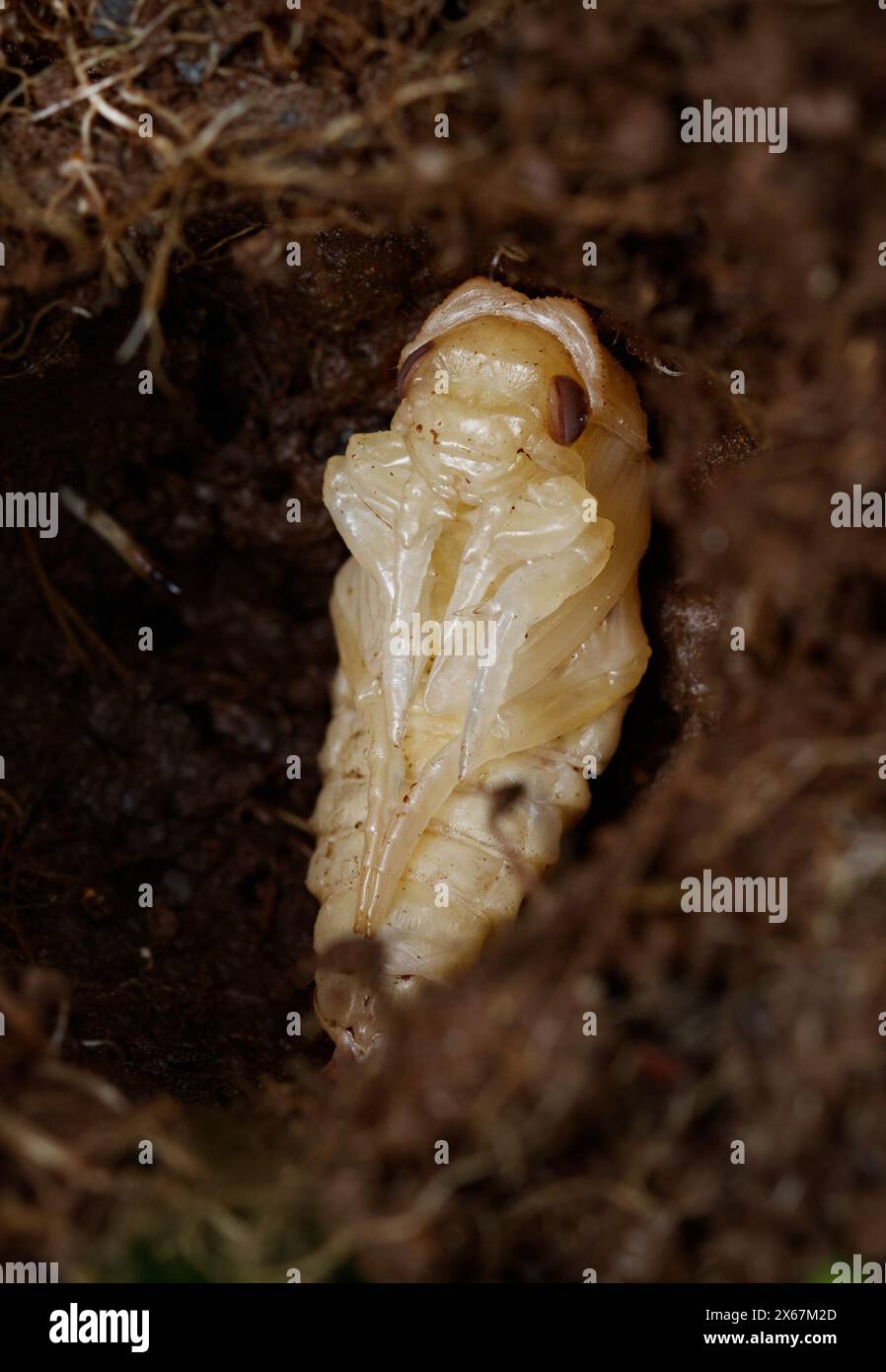 Puppe Eines großen Tauchkäfers, Dytiscus marginalis, im Boden begraben, New Forest UK Stockfoto