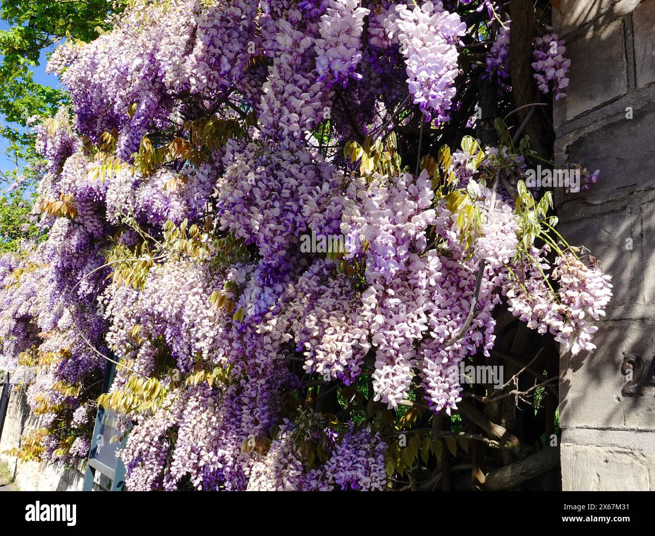 Blühende violette Glyzinien auf einem Zaun über dem Schild von Van Goghs Daubigny’s Garden, Auvers-sur-Oise, Frankreich. Stockfoto