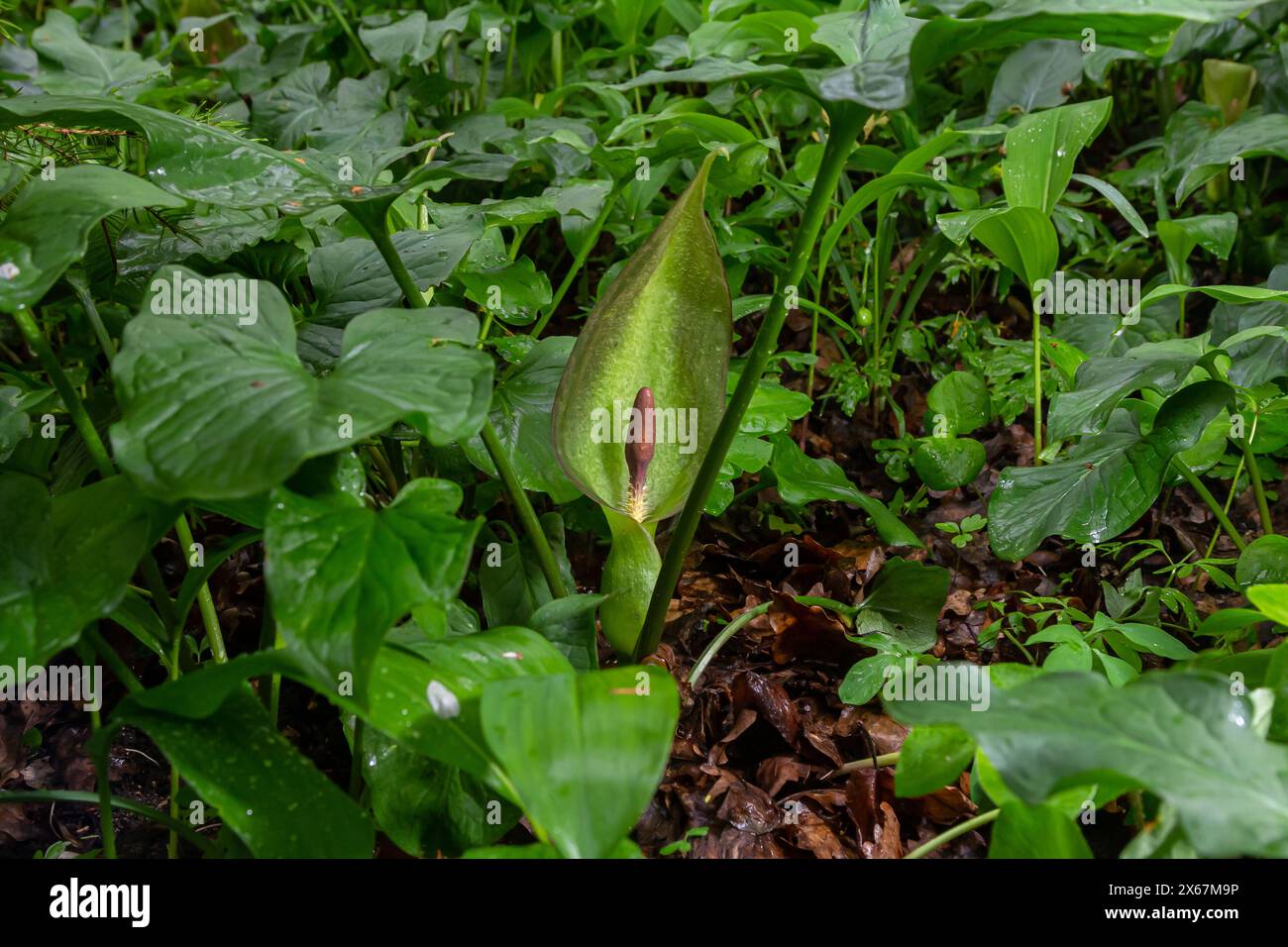 Kuckuckoopint oder Arum maculatum-pfeilförmiges Blatt, Waldgiftpflanze in der Familie Araceae. Pfeilförmige Blätter. Andere Namen sind Nakeshead, Adders ro Stockfoto