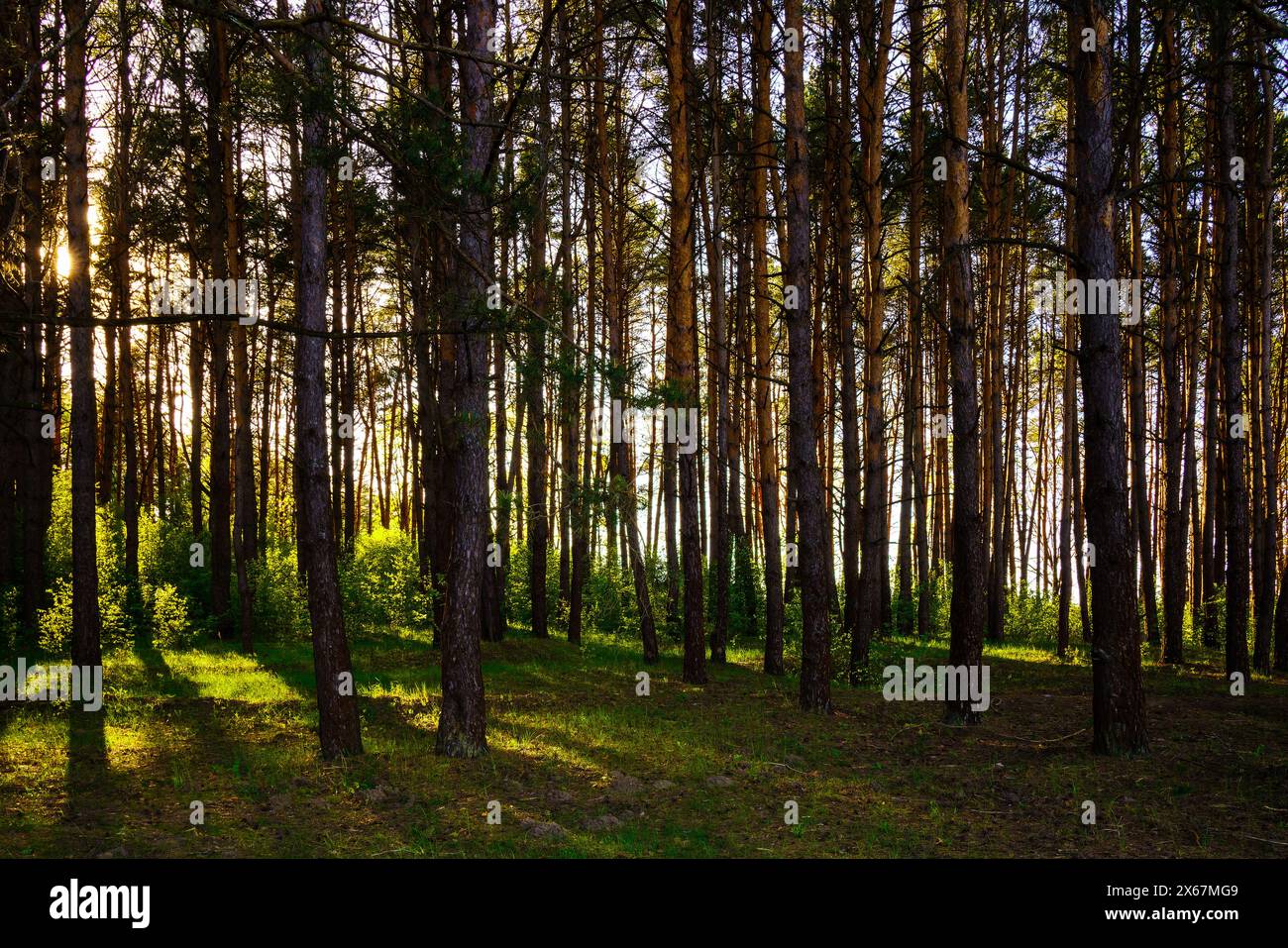 Sonnenstrahlen strömen durch die Kiefern und beleuchten das junge grüne Laub an den Büschen im Kiefernwald im Frühling. Stockfoto