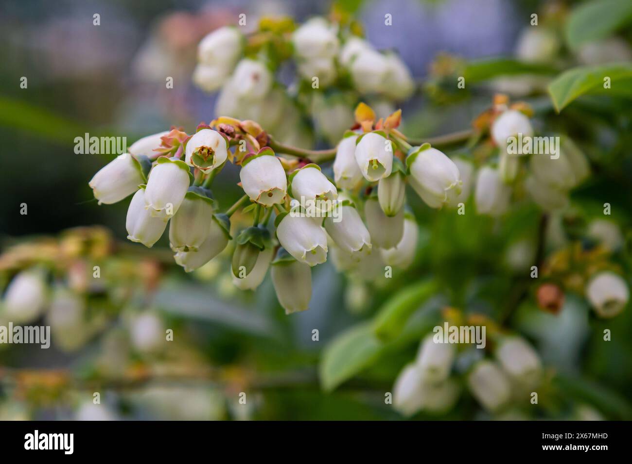 Weiße Blaubeerknospen auf einem Busch. Blaubeerknospenzweig. Weiße Blüten. Makroperspektive. Busch wächst in einem Garten. Natur im Sommer, Frühling. Stockfoto