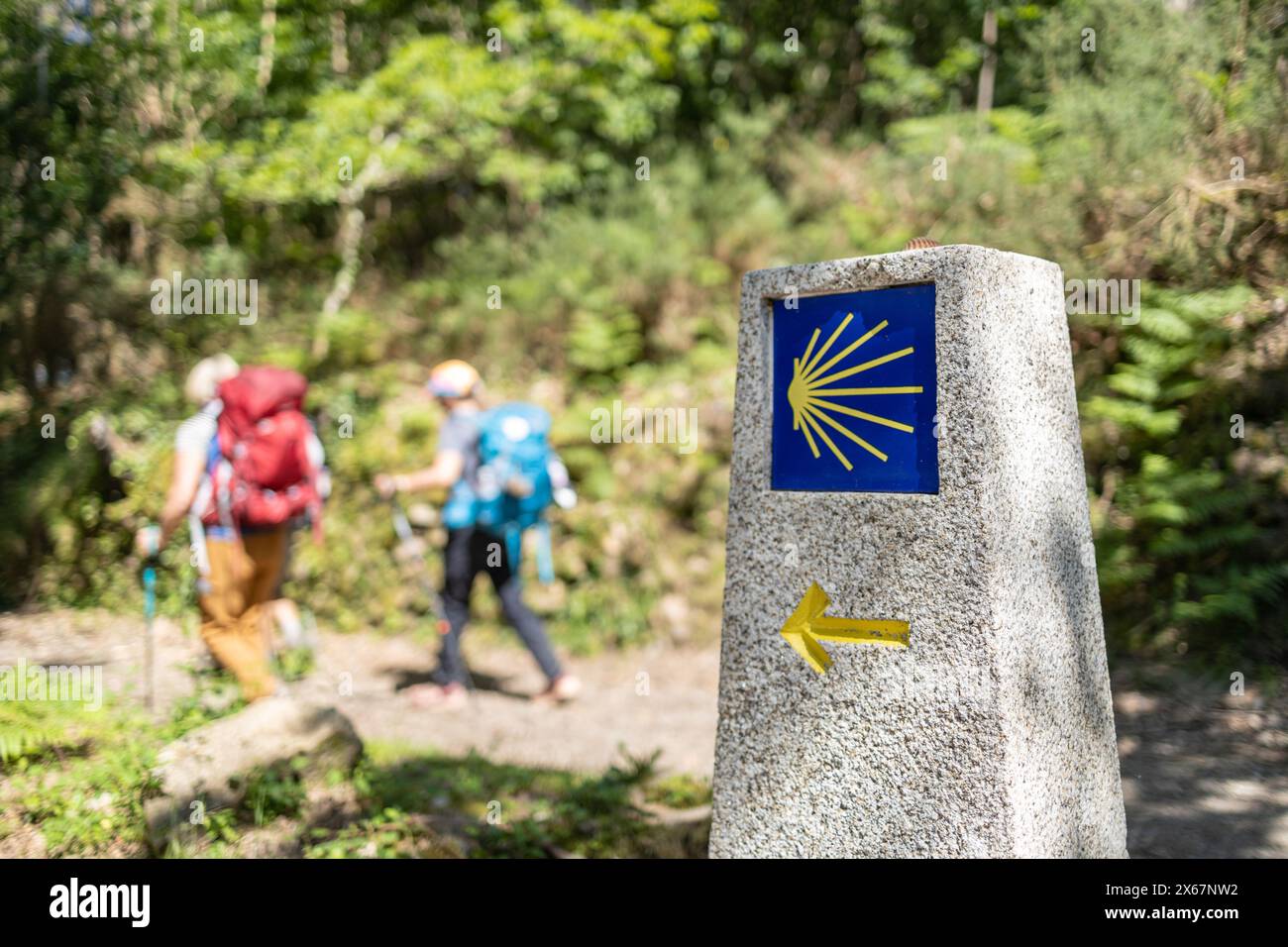 Pilger auf dem Weg nach Santiago de Compostela. Wegweiser für den Jakobsweg in der Waldszene Stockfoto
