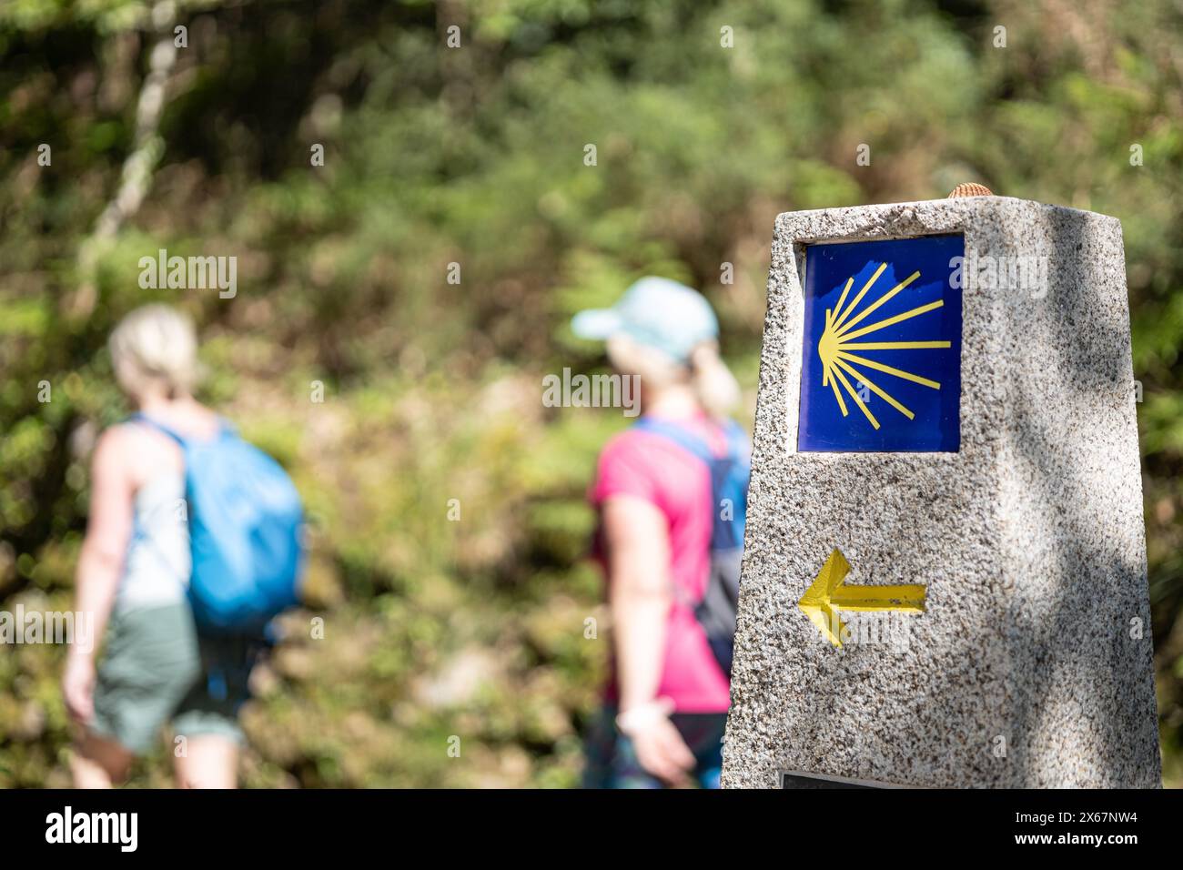 Pilger auf dem Weg nach Santiago de Compostela. Wegweiser für den Jakobsweg in der Waldszene Stockfoto