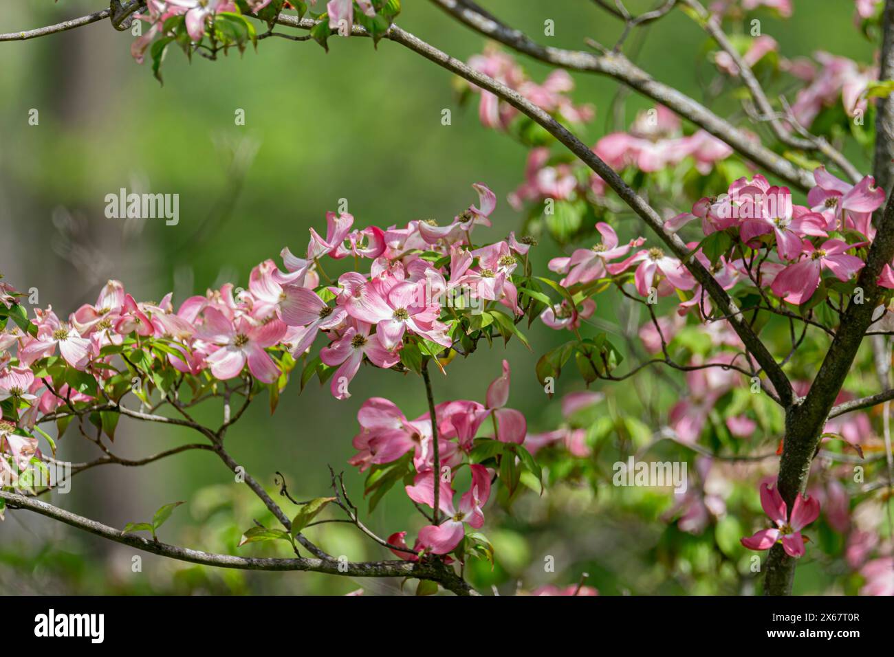 Rosa und weißen Blüten Stockfoto