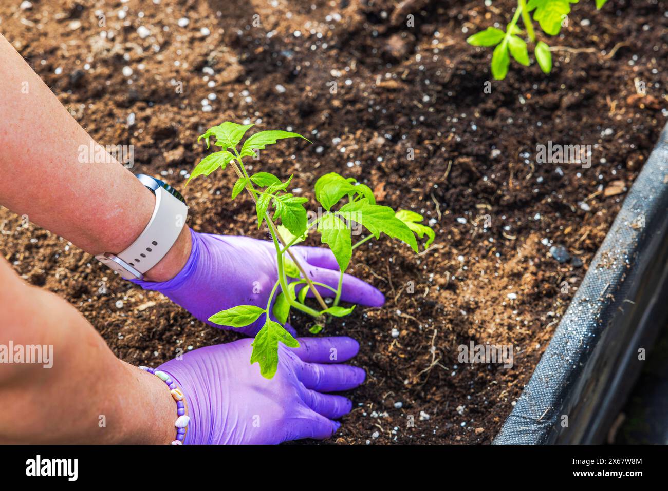 Nahaufnahme einer Frau, die ihren Garten pflegt und junge Tomatenpflanzen in bodengefüllten Hochbeeten innerhalb des Gewächshauses pflanzt. Schweden. Stockfoto
