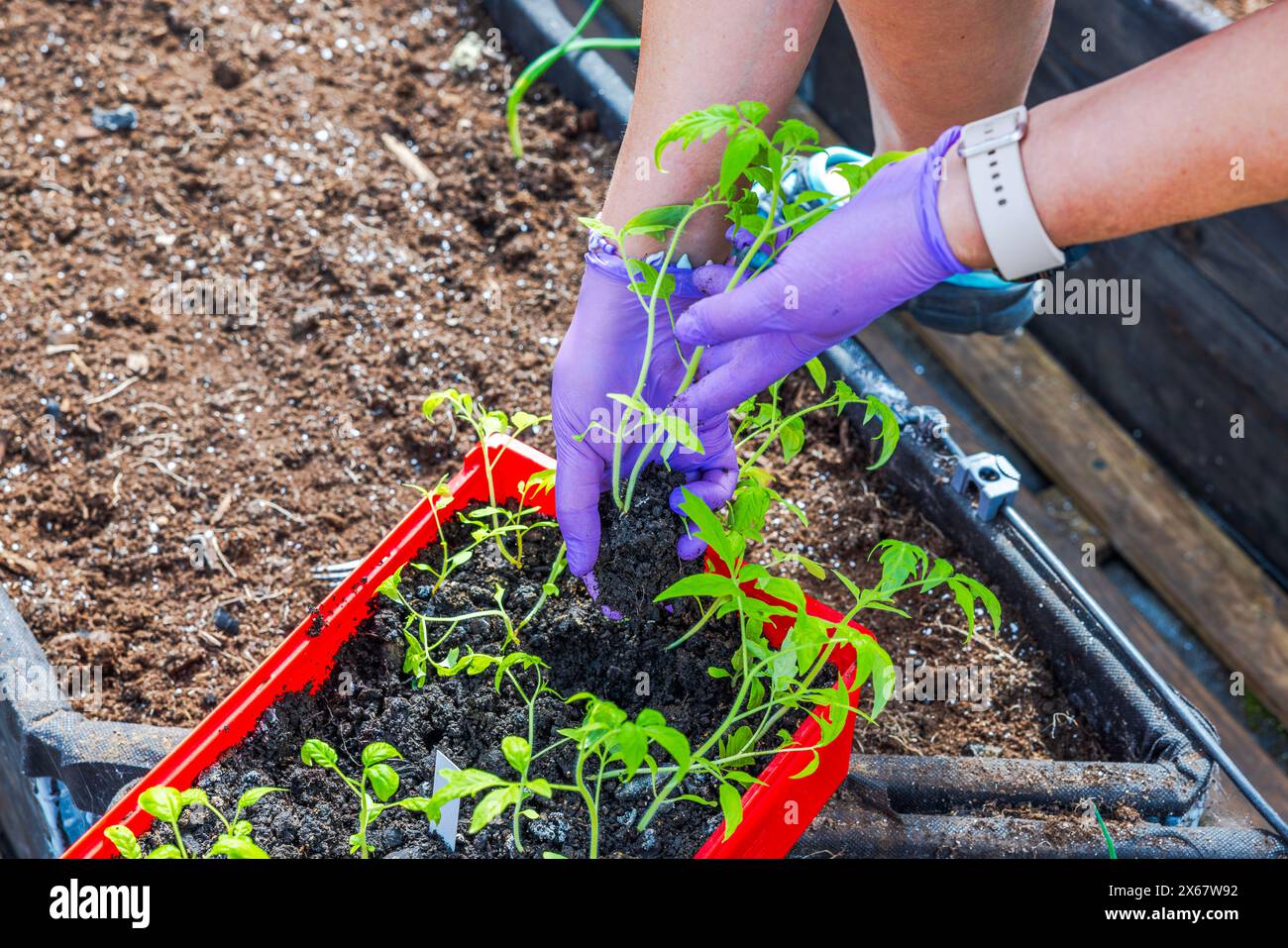 Nahaufnahme der Perspektive einer Frau, die Tomatensämlinge aus Kunststoffschale in den Boden im Gewächshaus transplantiert. Stockfoto