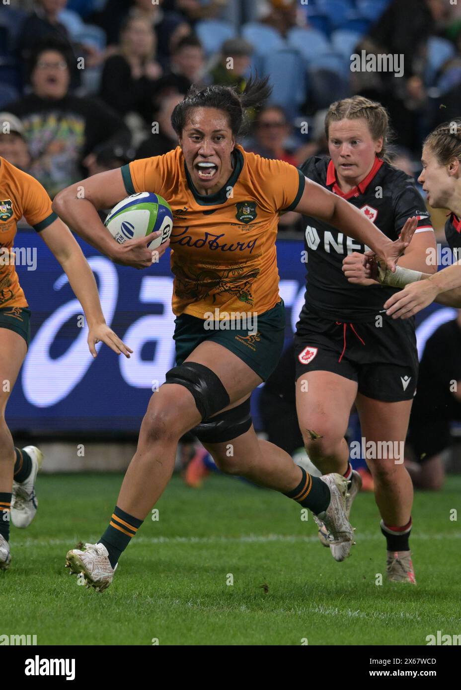Sydney, Australien. Mai 2024. Die australische Rugbymannschaft Siokapesi Palu ist während des Spiels der Pacific Four Series 2024 zwischen Australien und Kanada im Allianz Stadium im Einsatz. Endpunktzahl: Australien 17:33 Kanada. Quelle: SOPA Images Limited/Alamy Live News Stockfoto Sydney, Australien. Mai 2024. Die australische Rugbymannschaft Siokapesi Palu ist während des Spiels der Pacific Four Series 2024 zwischen Australien und Kanada im Allianz Stadium im Einsatz. Endpunktzahl: Australien 17:33 Kanada. Quelle: SOPA Images Limited/Alamy Live News Stockfoto