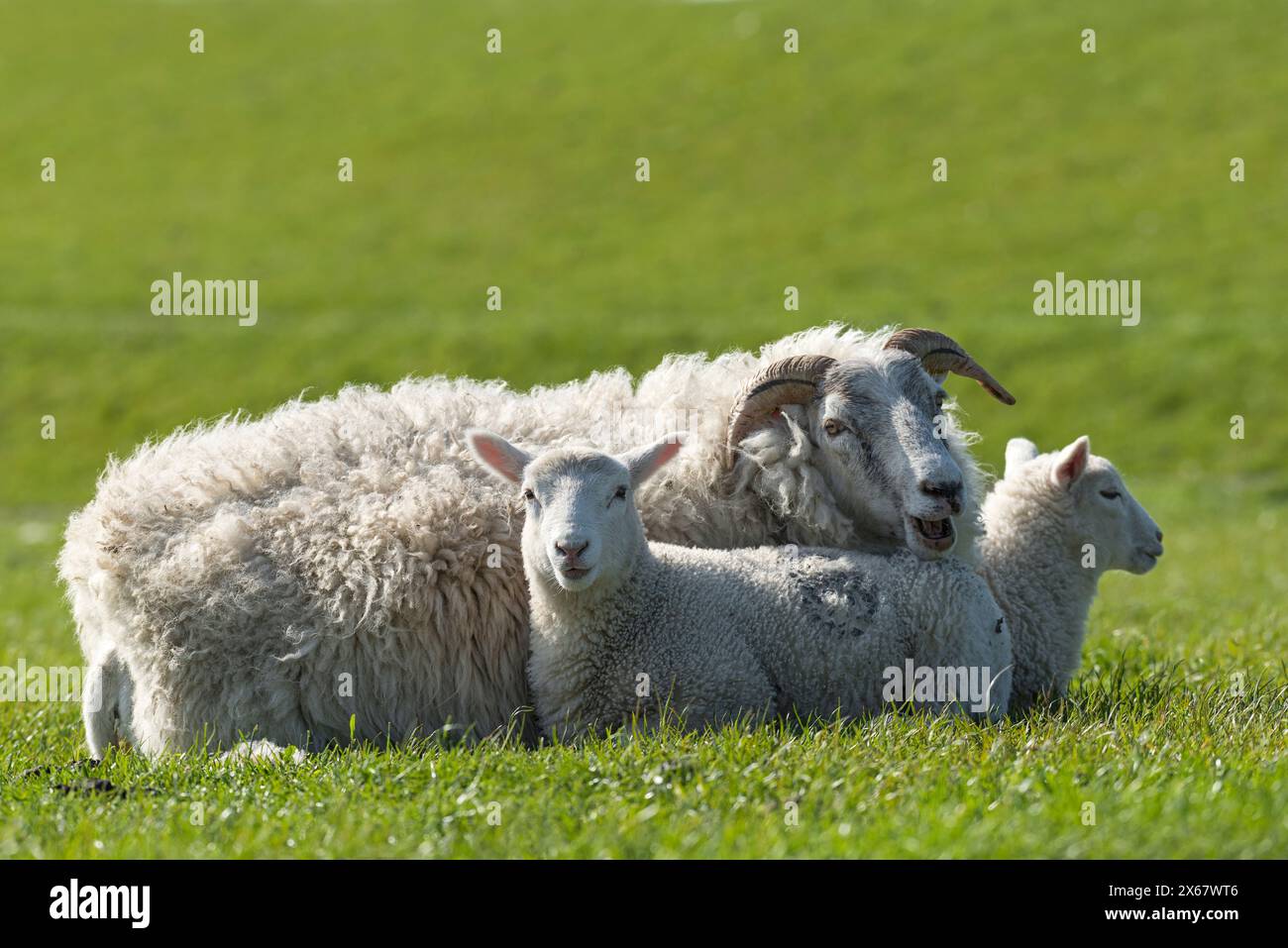 Schafsfamilie, Mutter mit zwei Jungtieren, Westerhever, Halbinsel Eiderstedt, Deutschland, Schleswig-Holstein, Nordseeküste Stockfoto