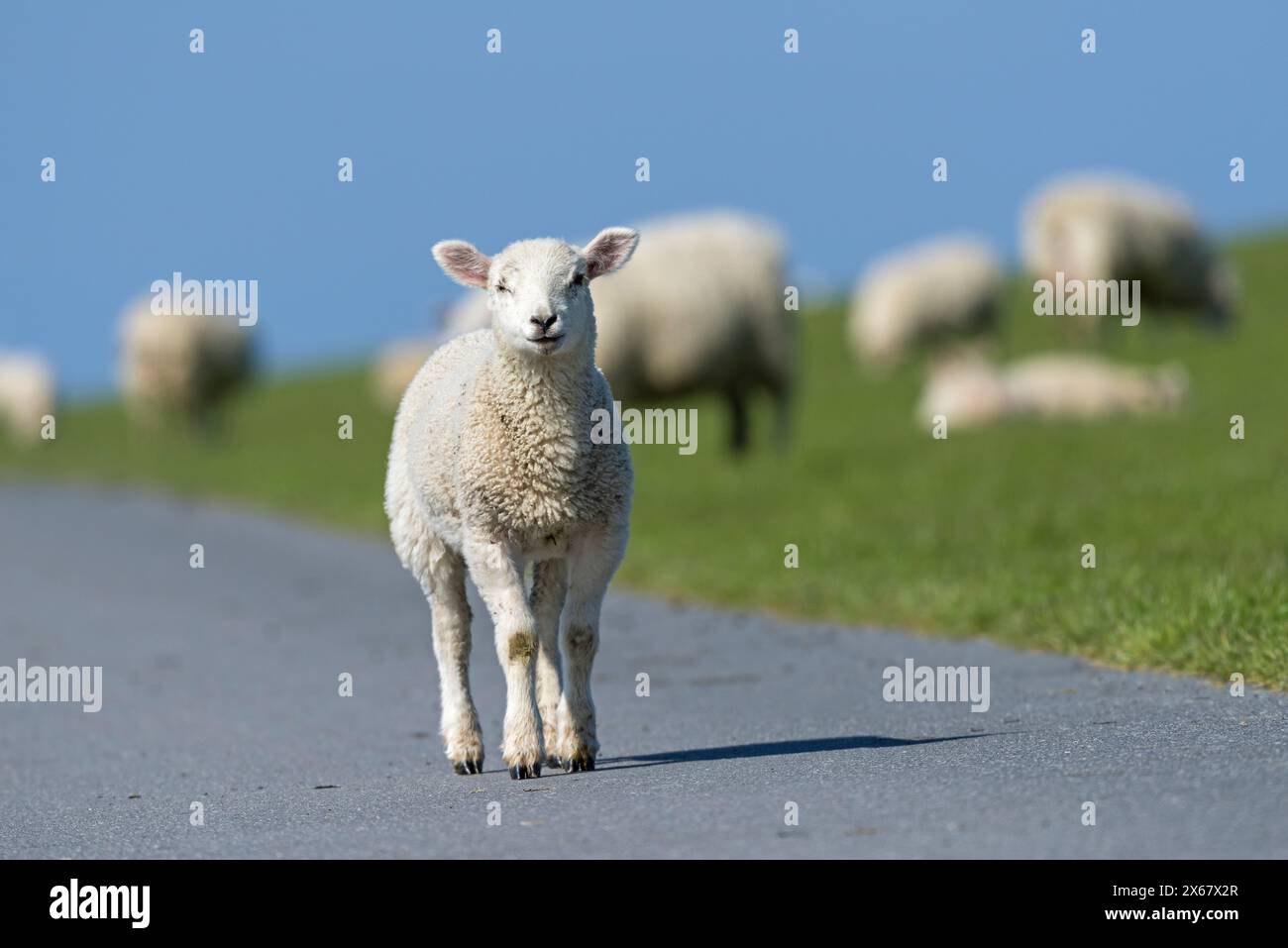 Schafe, Halbinsel Eiderstedt, Deutschland, Schleswig-Holstein, Nordseeküste Stockfoto