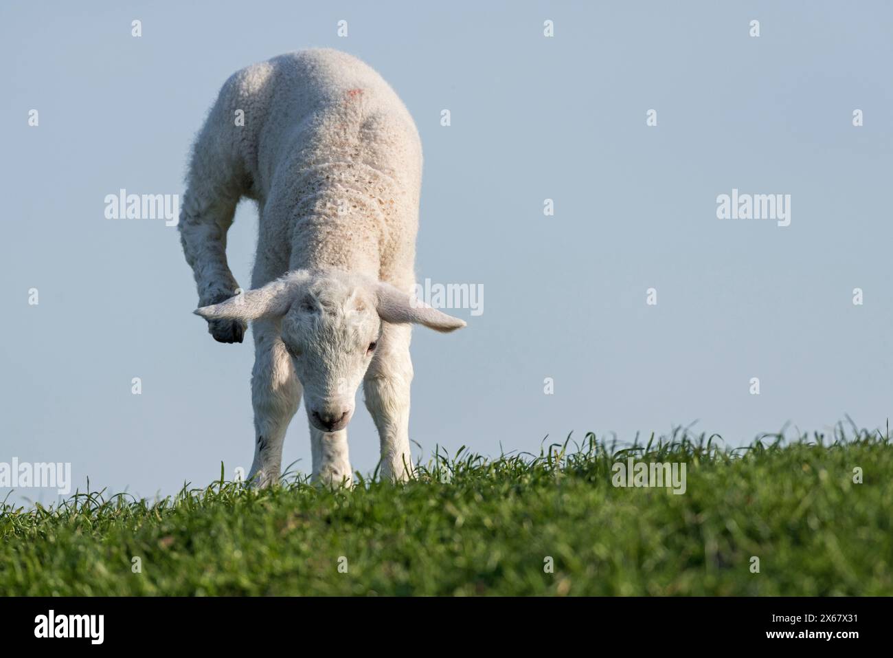 Verspieltes Lämmchen, Halbinsel Eiderstedt, Deutschland, Schleswig-Holstein, Nordseeküste Stockfoto