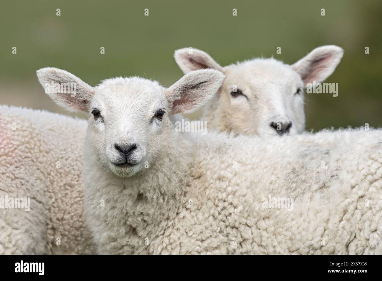 Schafe, zwei Jungtiere, Geschwisterpaare, Halbinsel Eiderstedt, Deutschland, Schleswig-Holstein, Nordseeküste Stockfoto