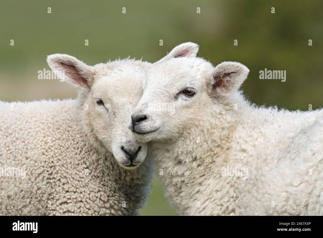 Schafe, zwei Jungtiere, Geschwisterpaare, Halbinsel Eiderstedt, Deutschland, Schleswig-Holstein, Nordseeküste Stockfoto