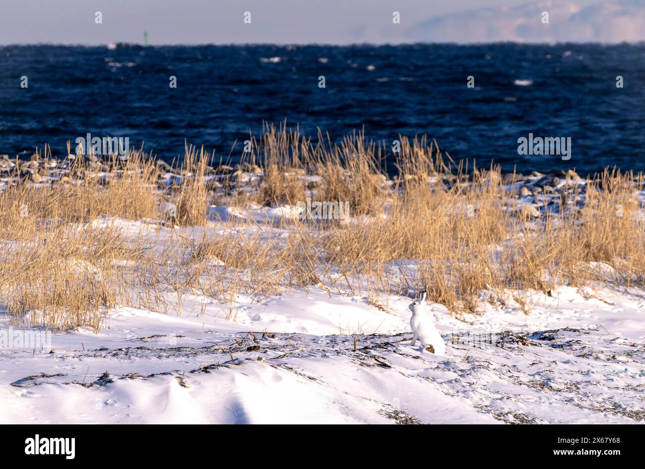 Arktischer Hase (Lepus timidus), Halbinsel Varanger, Finnmark, Norwegen, Stockfoto