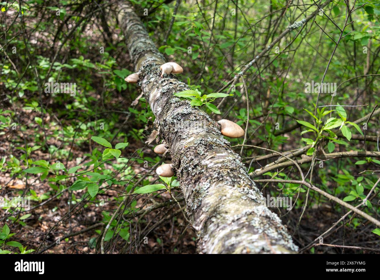 Stamm mit Forellenpilzen auf einer gefallenen Birke im Wald. Waldflora. Stockfoto