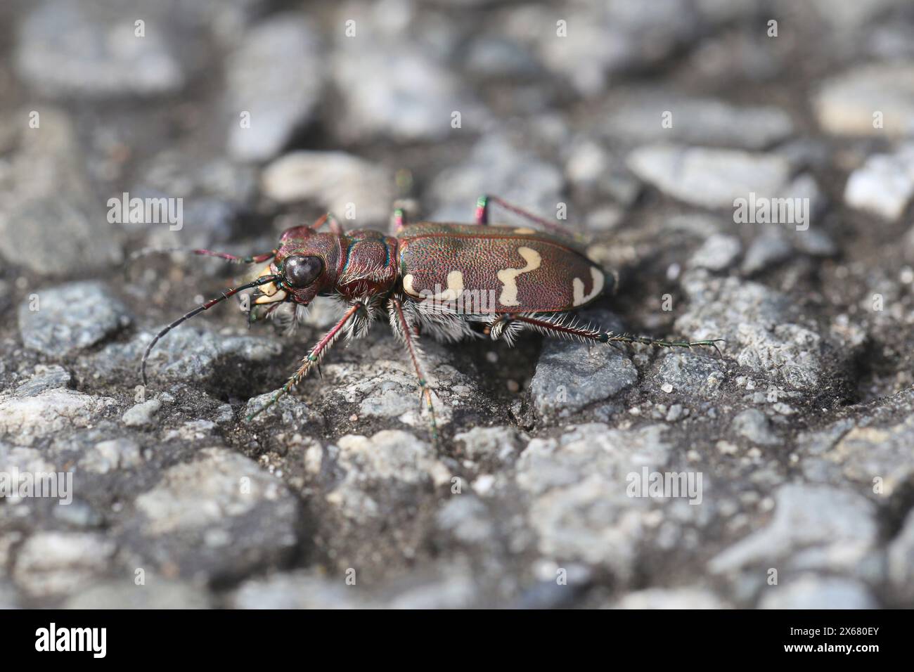 nördlichen Dünen-Sandlaufkäfer (Cicindela Hybrida) Stockfoto