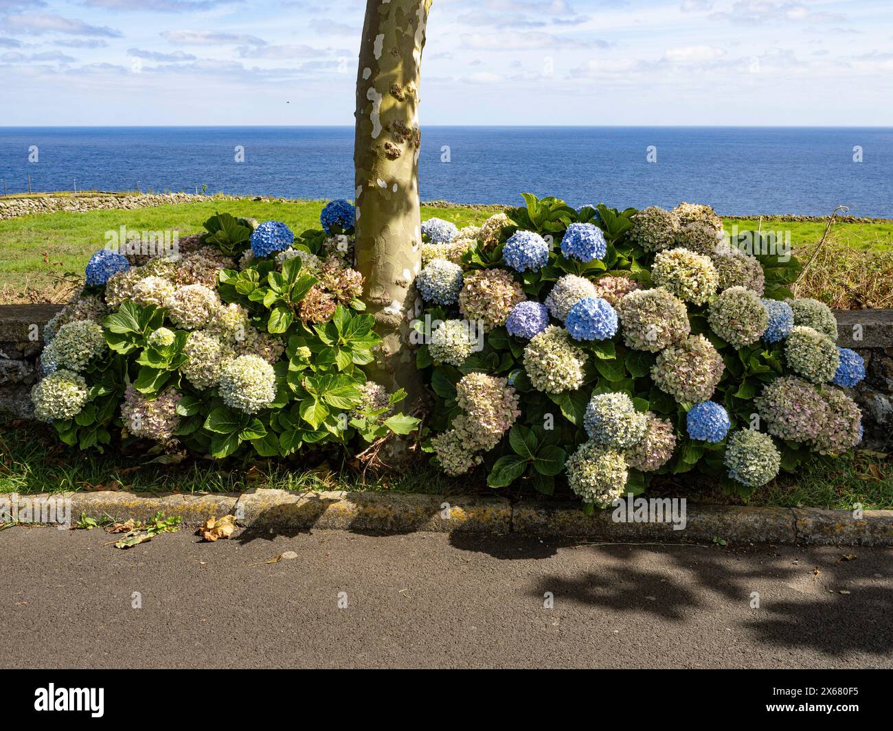 Herbst, Azoren, Azure, Botanik, blühende Pflanze, Bodendecke, Horizont, Hortensie, Hortensie Blüten, Hortensie Landschaft, Landschaftsgestaltung, Pflanzen, Portugal, Praia da Vitoria, Terceira Stockfoto