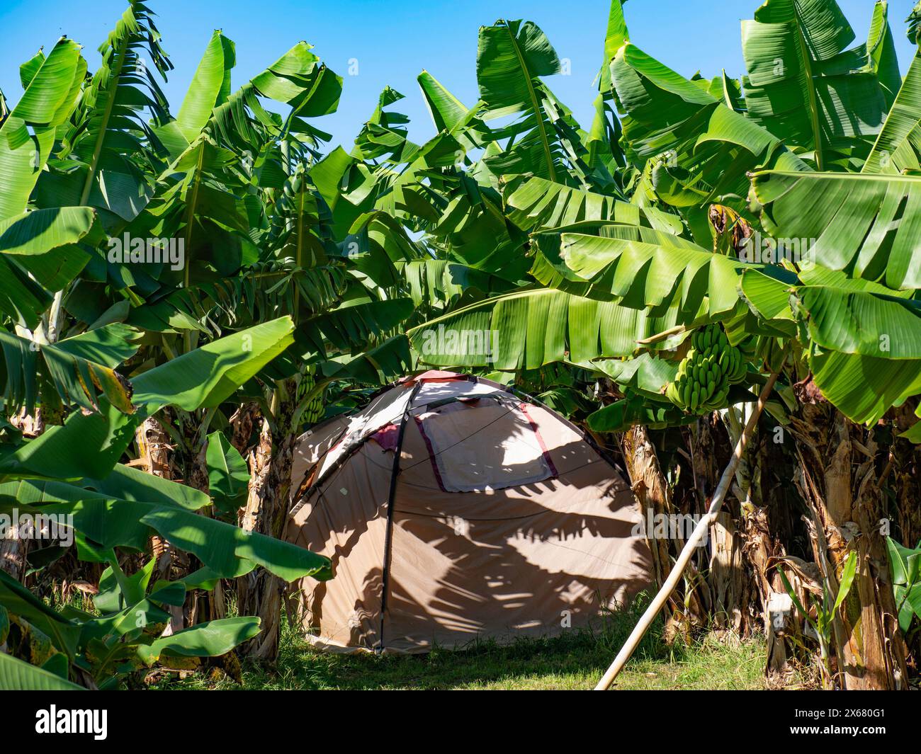 Landwirtschaft, Agritourismus, Azoren, Banana Eco-Camp, Camping, Kaffeeplantage, umweltfreundlich, umweltfreundlich, grün, Portugal, Zelt, Terceira Stockfoto