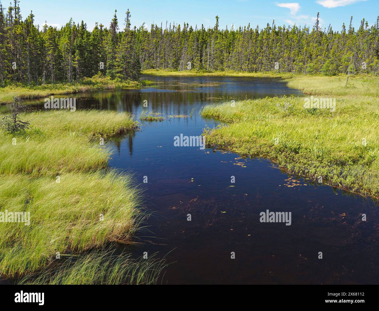 Kanada, Wald, Neufundland, Nordamerika, nördlicher Hartholzwald Stockfoto