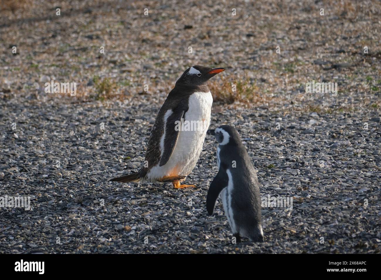 Ushuaia, Tierra del Fuego, Argentinien, Gentoo-Pinguine und Magellan-Pinguine auf der Isla Martillo im Beagle-Kanal ist der Beagle-Kanal ein natürlicher Wasserweg an der Südspitze Südamerikas, der den Atlantik mit dem Pazifischen Ozean verbindet. Ushuaia ist die südlichste Stadt der Welt, das Ende der Welt. Stockfoto
