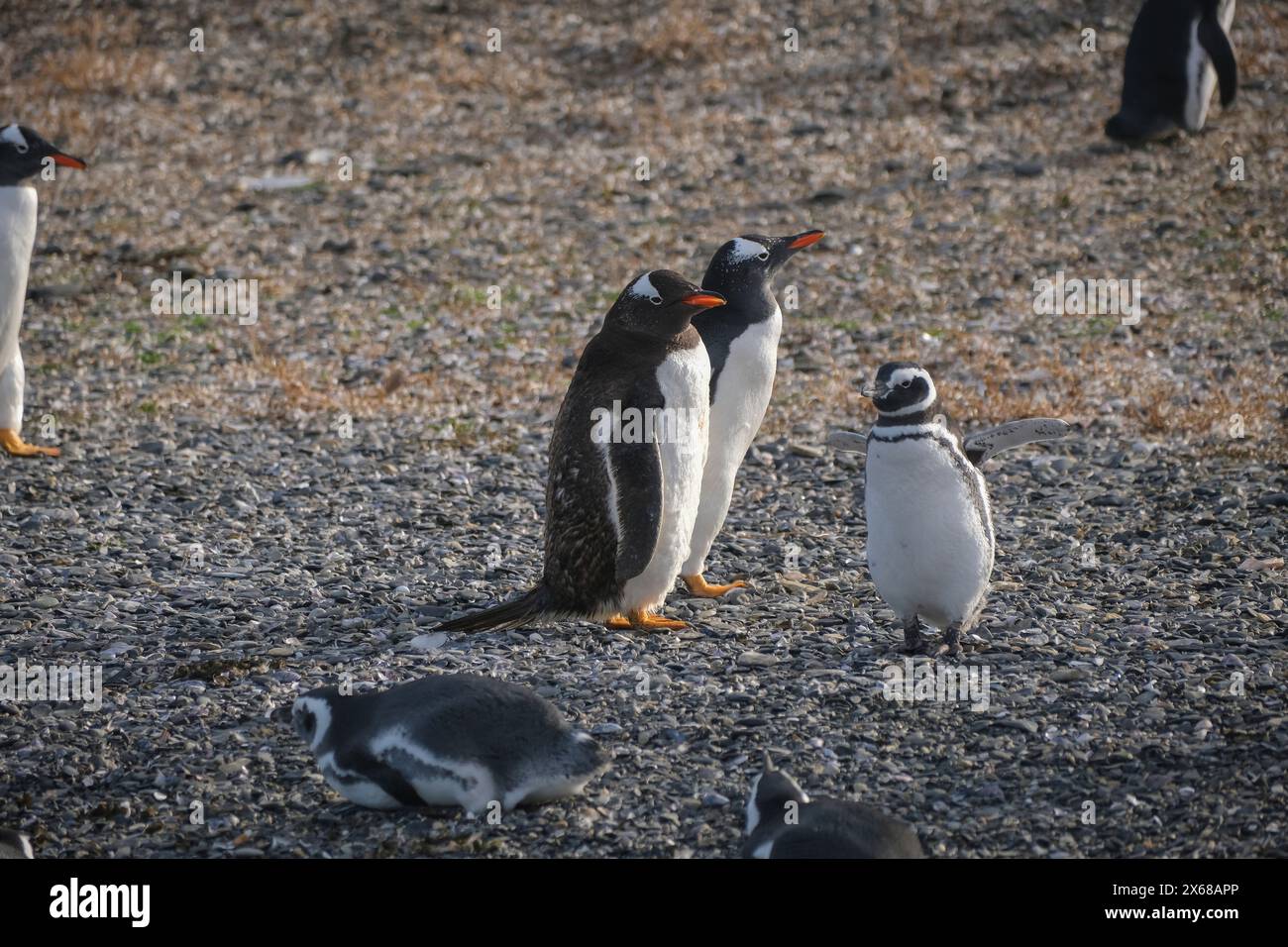 Ushuaia, Tierra del Fuego, Argentinien, Gentoo-Pinguine und Magellan-Pinguine auf der Isla Martillo im Beagle-Kanal ist der Beagle-Kanal ein natürlicher Wasserweg an der Südspitze Südamerikas, der den Atlantik mit dem Pazifischen Ozean verbindet. Ushuaia ist die südlichste Stadt der Welt, das Ende der Welt. Stockfoto