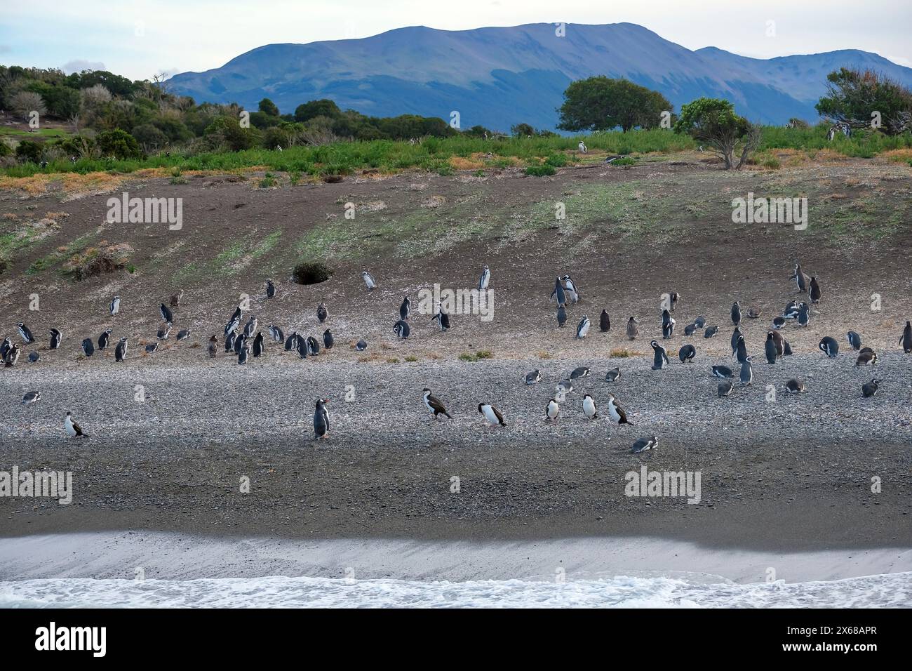 Ushuaia, Tierra del Fuego, Argentinien, Gentoo-Pinguine und Magellan-Pinguine auf der Isla Martillo im Beagle-Kanal ist der Beagle-Kanal ein natürlicher Wasserweg an der Südspitze Südamerikas, der den Atlantik mit dem Pazifischen Ozean verbindet. Ushuaia ist die südlichste Stadt der Welt, das Ende der Welt. Stockfoto