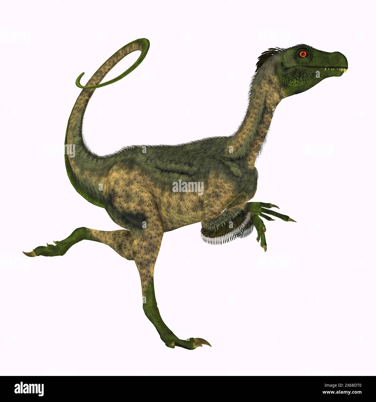 Ornitholestes wurde ein kleiner fleischfressender Dinosaurier, der in der Jurassic Zeitraum Western Laurasia lebte die jetzt Nordamerika. Stockfoto