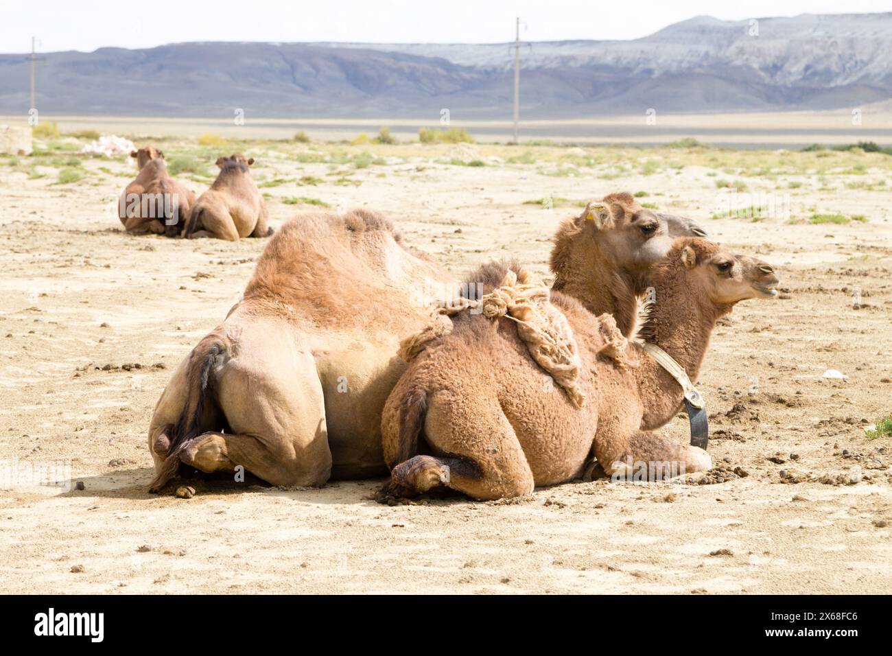 Kamelzucht in Senek, Mangystau, Kasachstan. Tierhintergrund Stockfoto