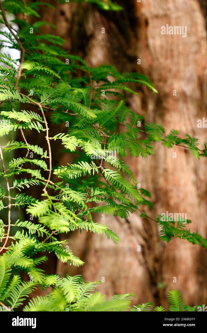 Nahaufnahme der grünen, gefiederten farnartigen Blätter des hoch wachsenden Baumes Metasequoia glyptostroboides. Stockfoto