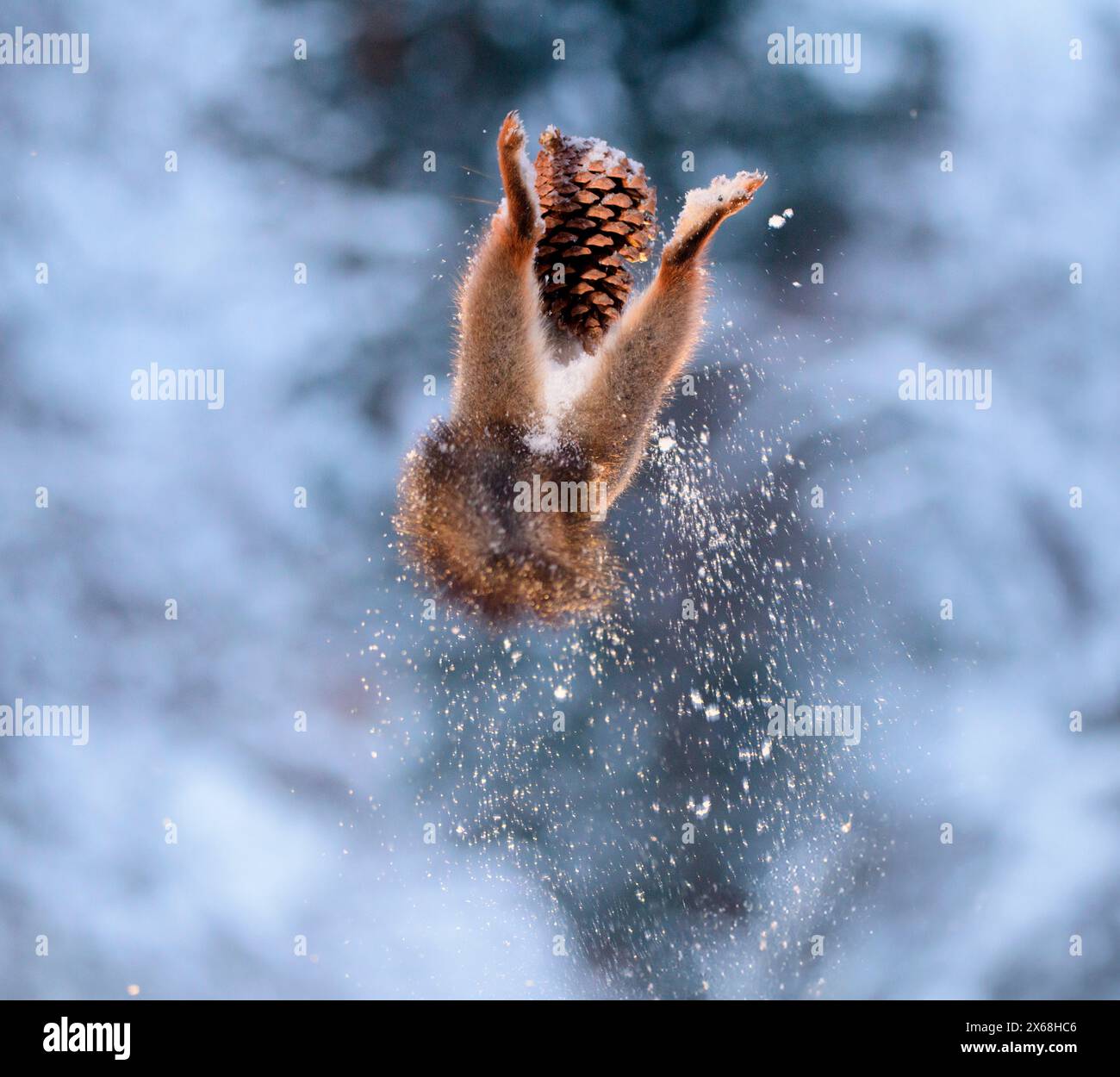 Red Eichhörnchen hält einen Tannenzapfen in der Luft mit Schnee Stockfoto