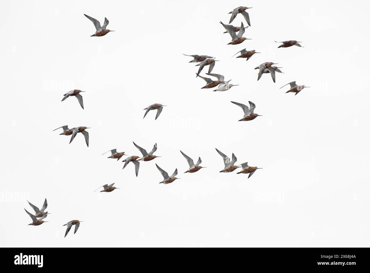 Eine Schar von Stabschwanzgottwiten (Limosa lapponica), Halbinsel Eiderstedt, Nationalpark Schleswig-Holsteinisches Wattenmeer, Deutschland, Schleswig-Holstein, Nordseeküste Stockfoto