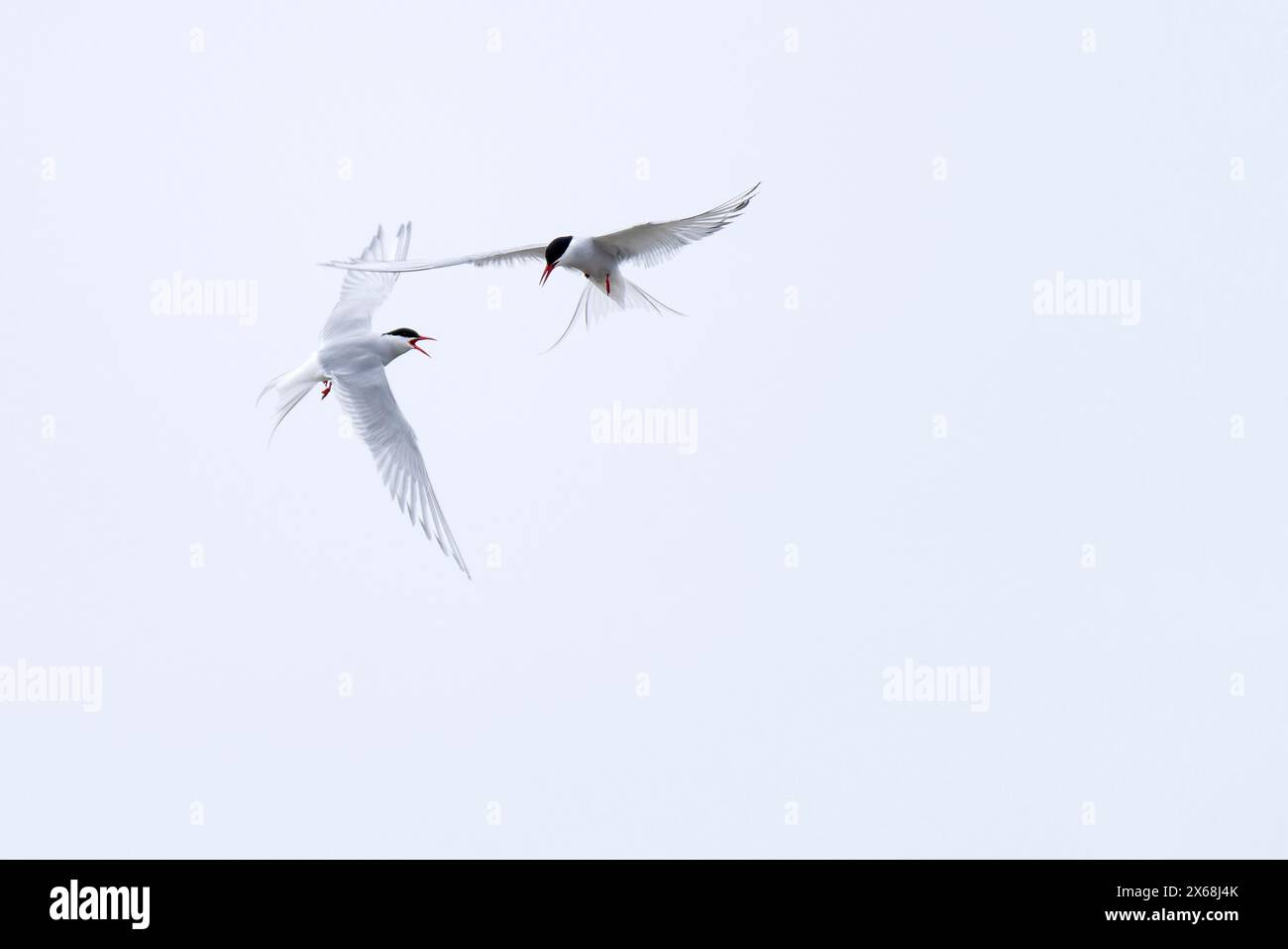 Polarseeschwalben im Flug, Halbinsel Eiderstedt, Nationalpark Schleswig-Holsteinisches Wattenmeer, Deutschland, Schleswig-Holstein, Nordseeküste Stockfoto