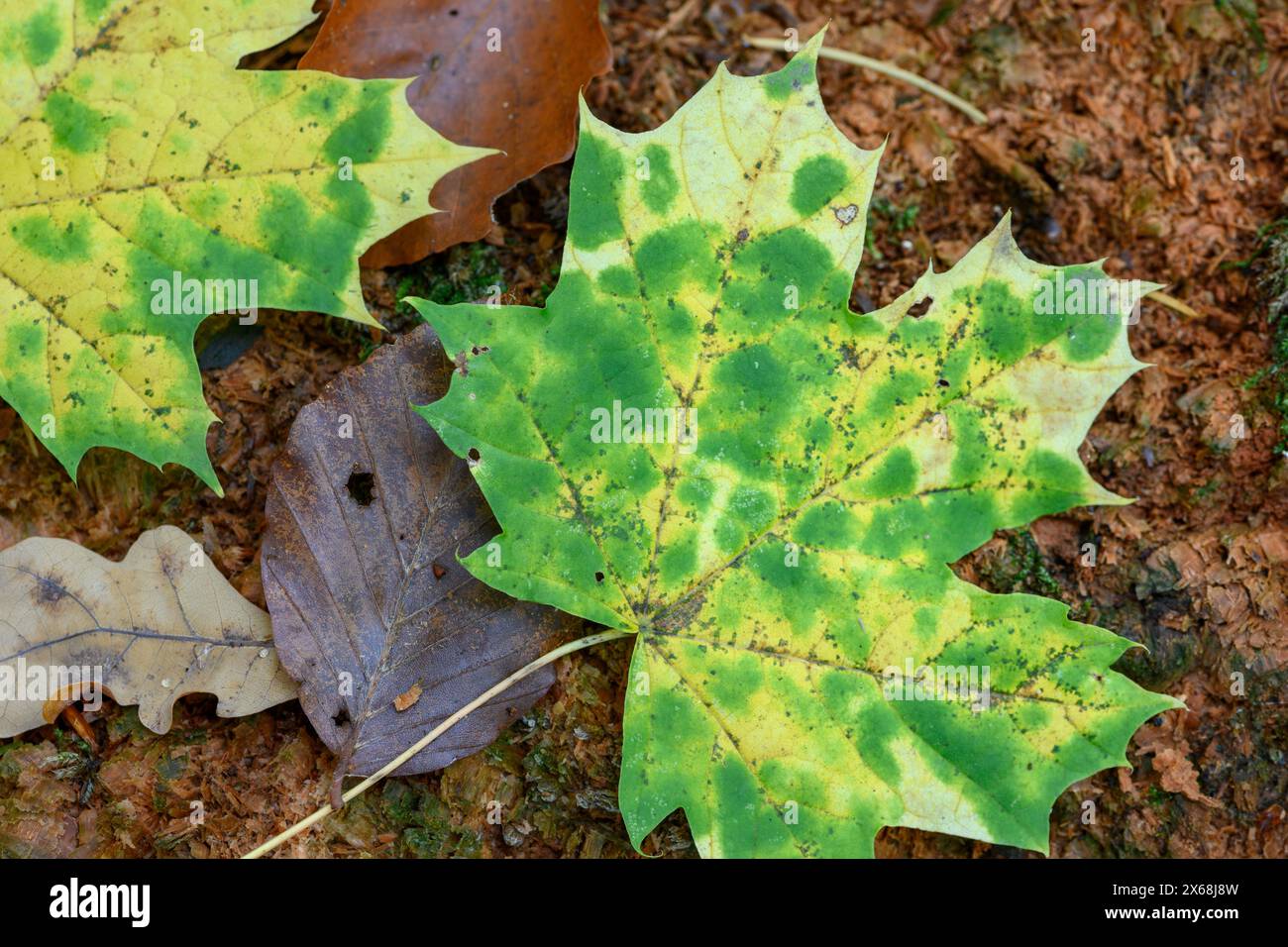 Ahorn (Acer), Blätter des Ahornbaums Stockfoto