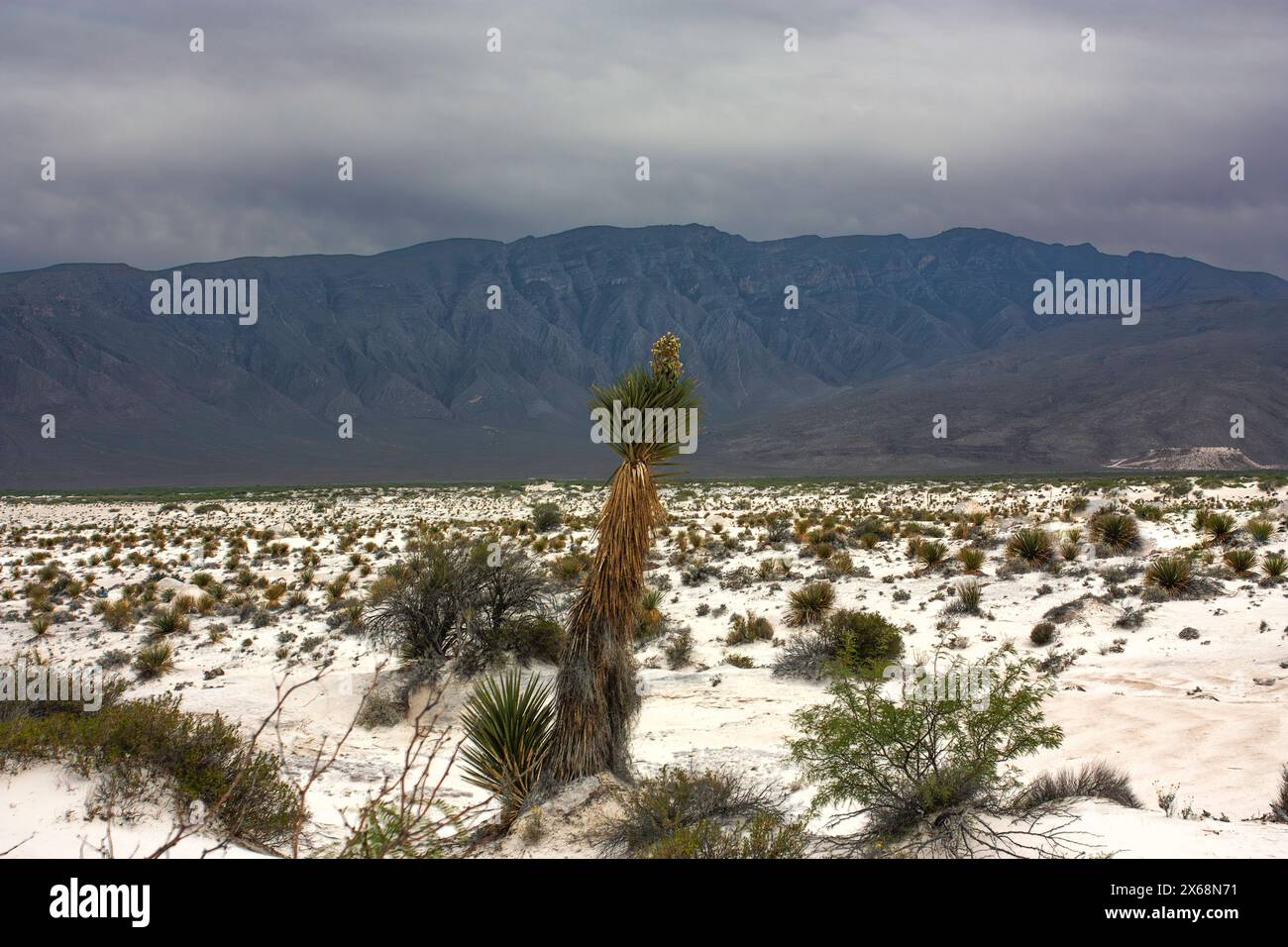 Flora Yucca (Manihot esculenta) in der Wüste in Gipsdünen Coahula Mexiko Stockfoto