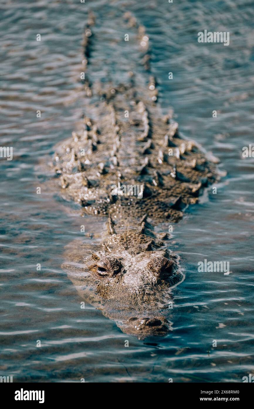 Nahaufnahme eines teilweise in Wasser getauchten Krokodils, Cozumel, Mexiko. Stockfoto