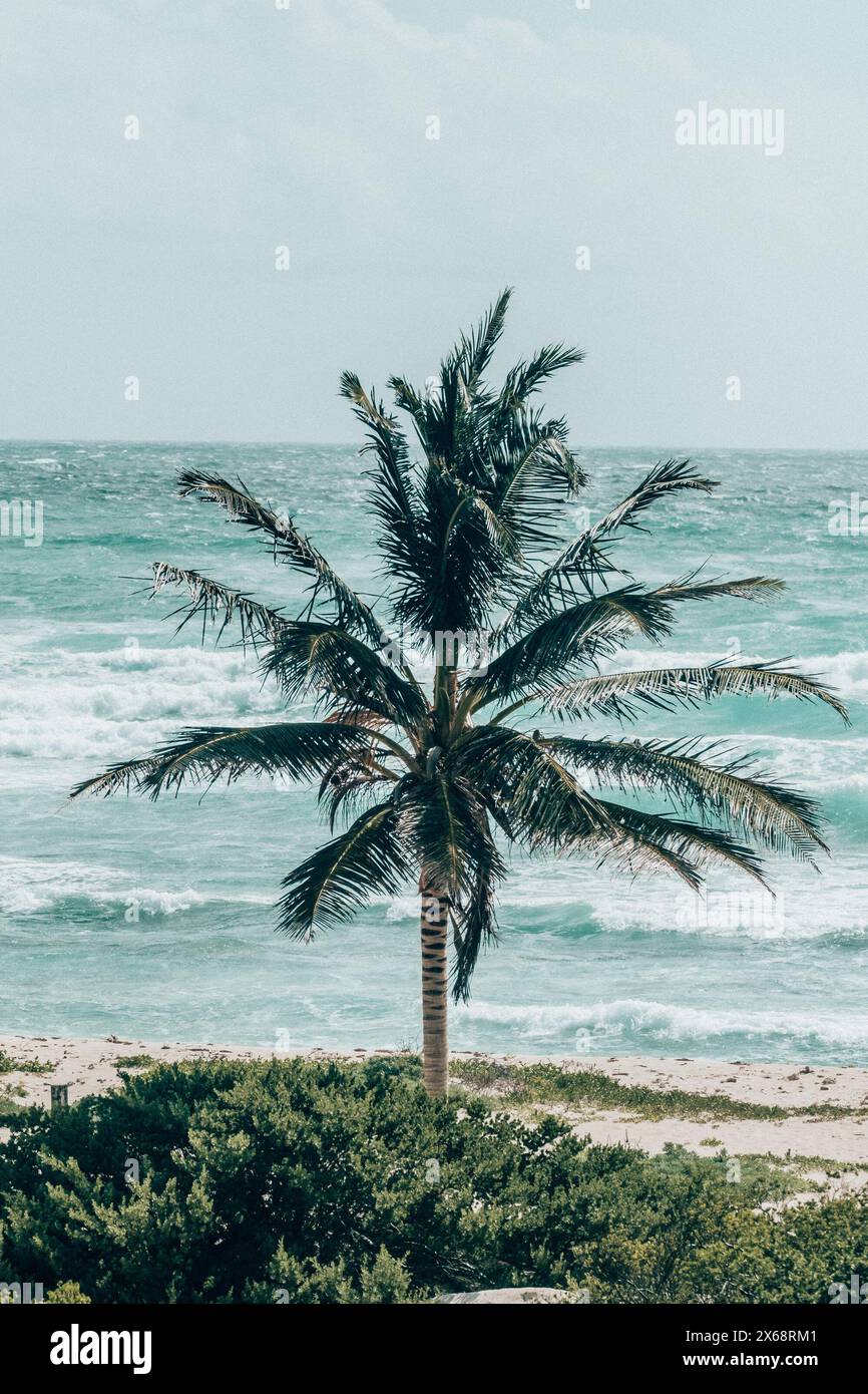 Einsame Palme vor turbulenter Meereskulisse in Cozumel, Mexiko Stockfoto