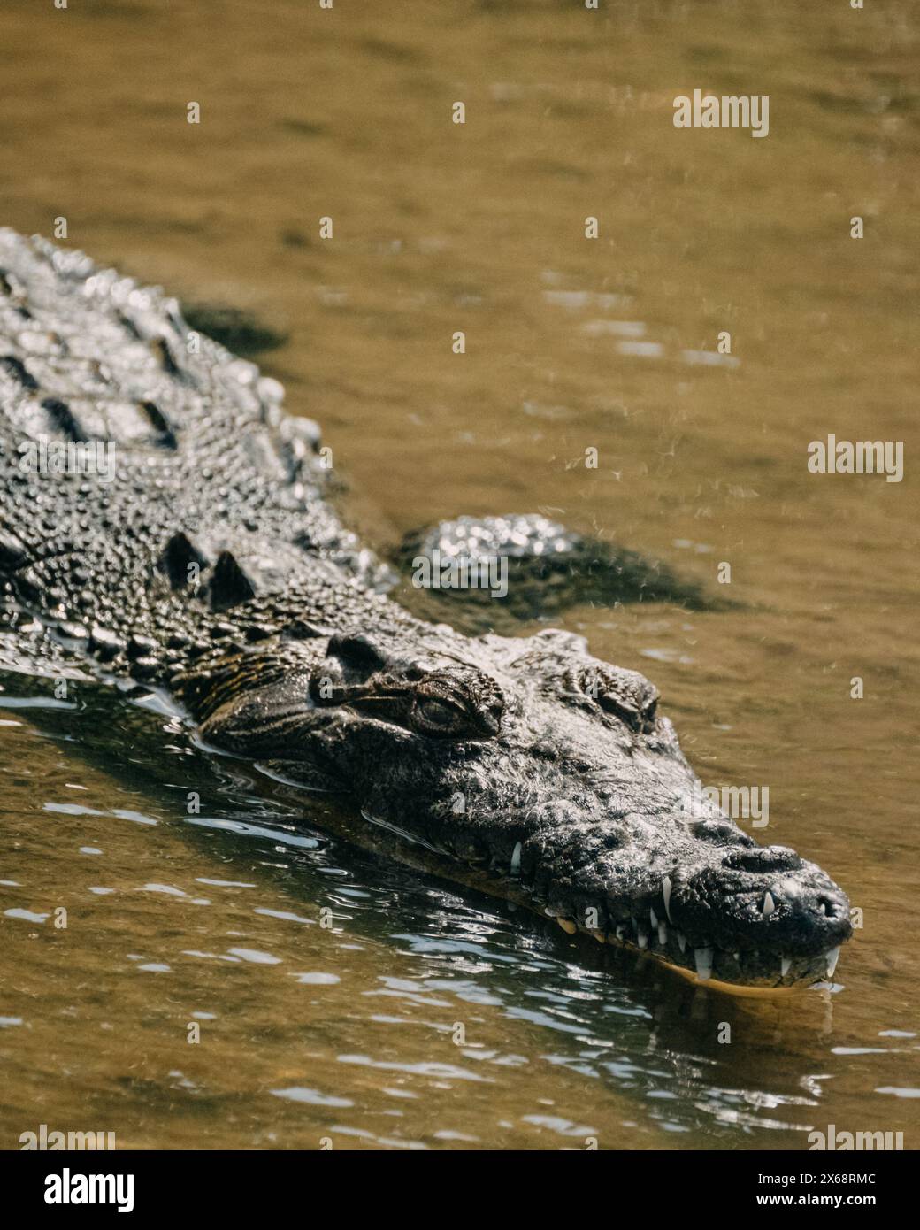 Nahaufnahme eines Krokodils im Wasser mit detaillierter Textur seiner Schuppen, Cozumel, Mexiko Stockfoto