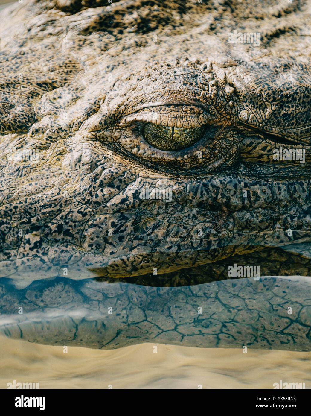 Intensive Nahaufnahme eines Krokodilauges, das im Wasser reflektiert, Cozumel, Mexiko Stockfoto