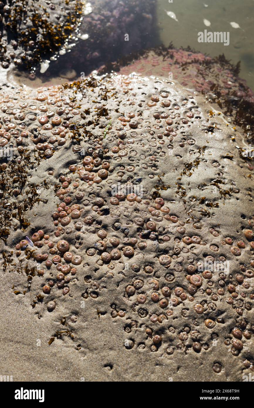 Hunderte winziger Meeresanemonen im Sand bei Ebbe an einem Strand in Yachats, Oregon. Stockfoto