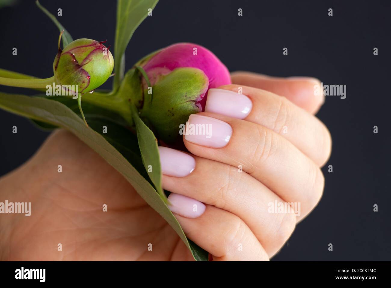 Weibliche Hand mit einer blassrosa Maniküre neben einer rosafarbenen Pfingstrosenknospe, Maniküre Stockfoto