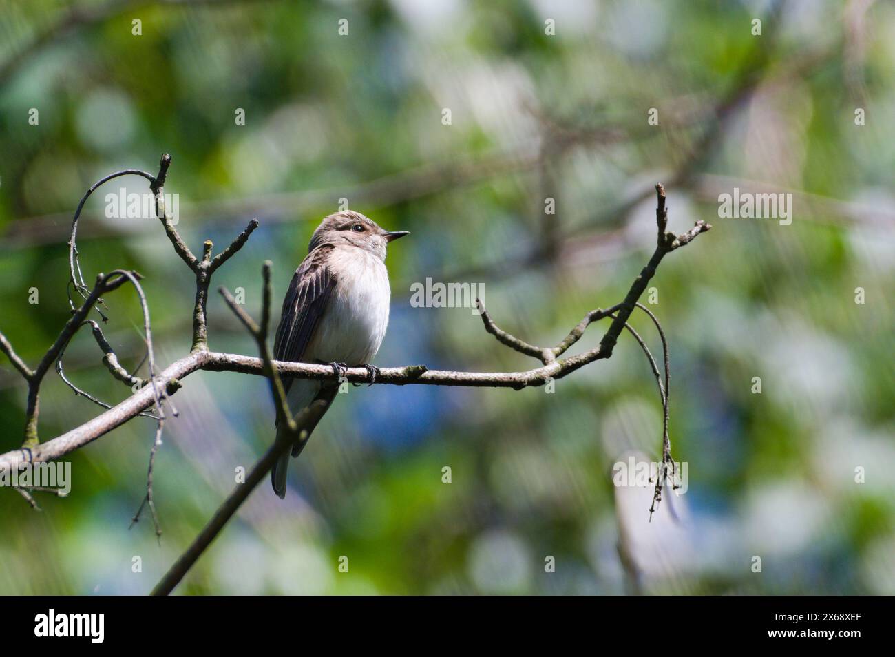 Muscicapa striata, auch bekannt als gefleckter Fliegenfänger, der auf dem Ast in seinem Lebensraum thront. Gemeiner Vogel der tschechischen Natur. Stockfoto