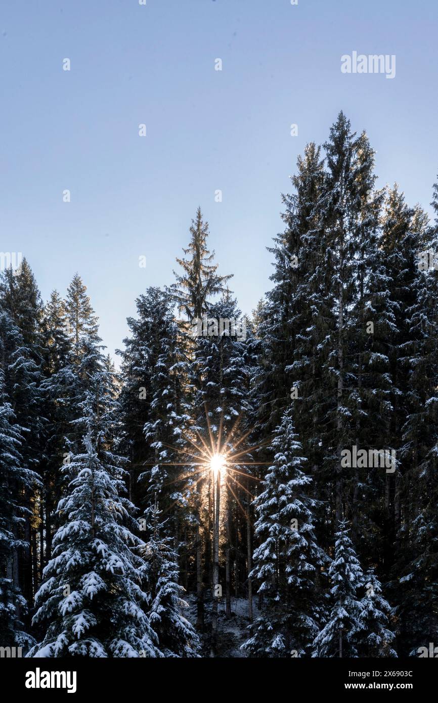 Italien, Venetien, Provinz Belluno, Tannenwald im Winter, Sonne filtert durch die Zweige, Dolomiten Stockfoto