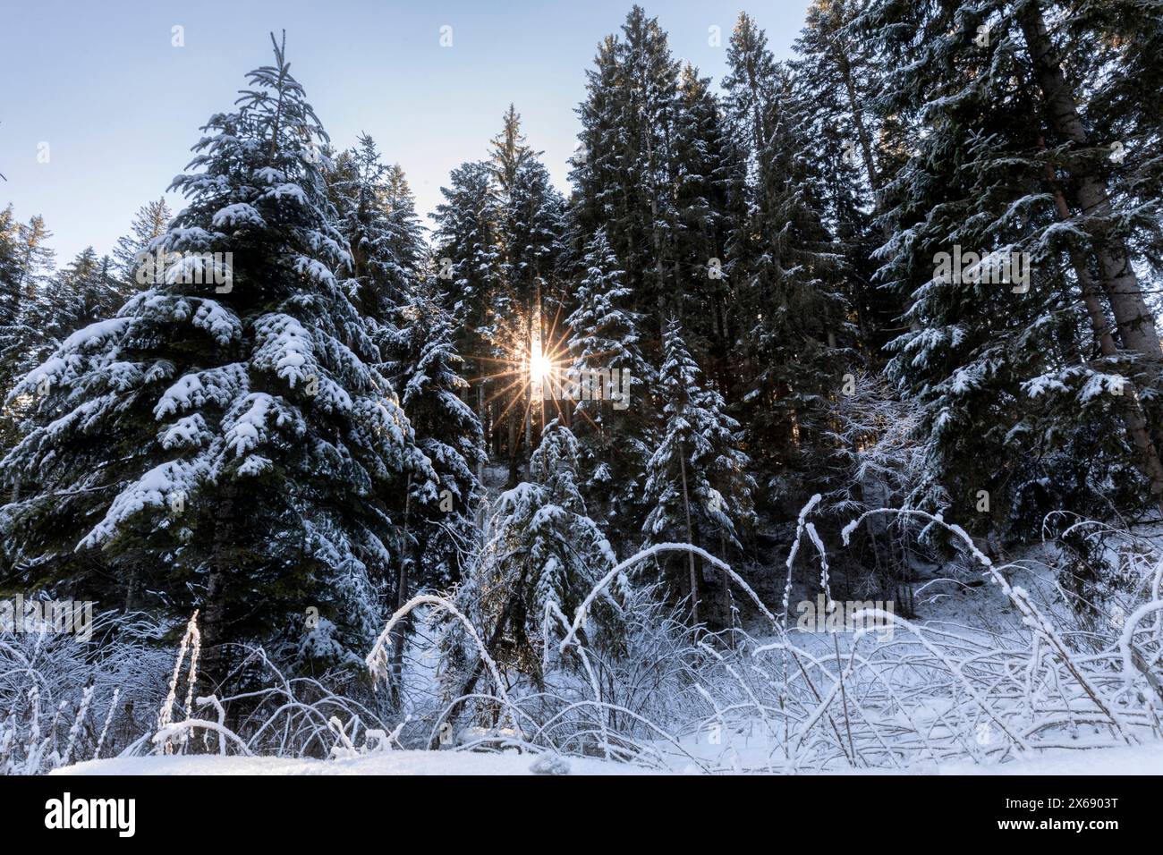 Italien, Venetien, Provinz Belluno, Tannenwald im Winter, Sonne filtert durch die Zweige, Dolomiten Stockfoto