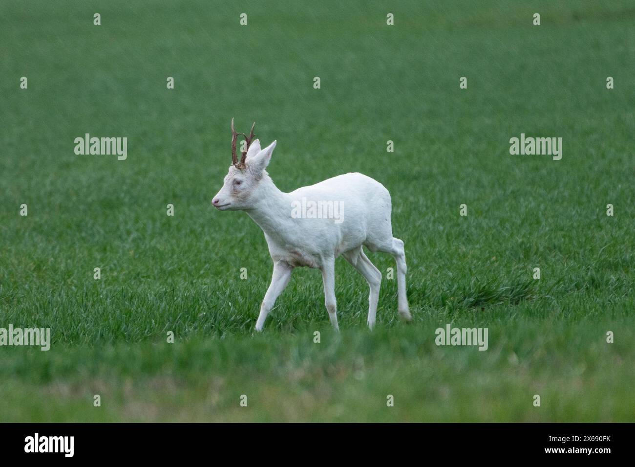 Albino roebuck springt auf einem Feld. Stockfoto